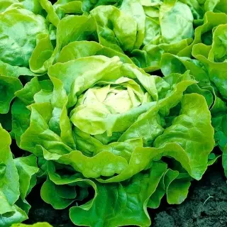 Lactuca-sativa-var.-capitata.webp