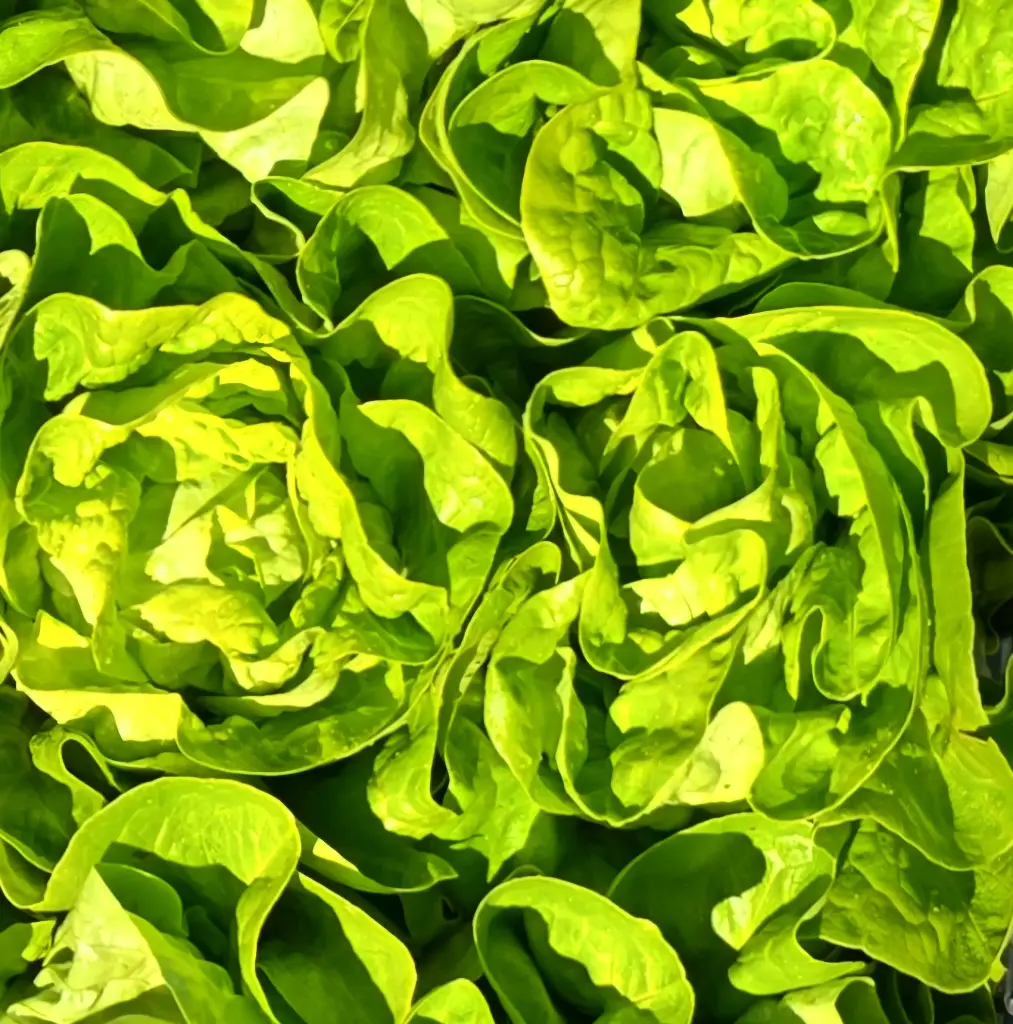 Lechuga mantecosa