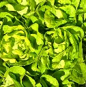 Lechuga mantecosa