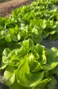 Lechuga Trocadero