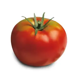 Tomate Ramallet