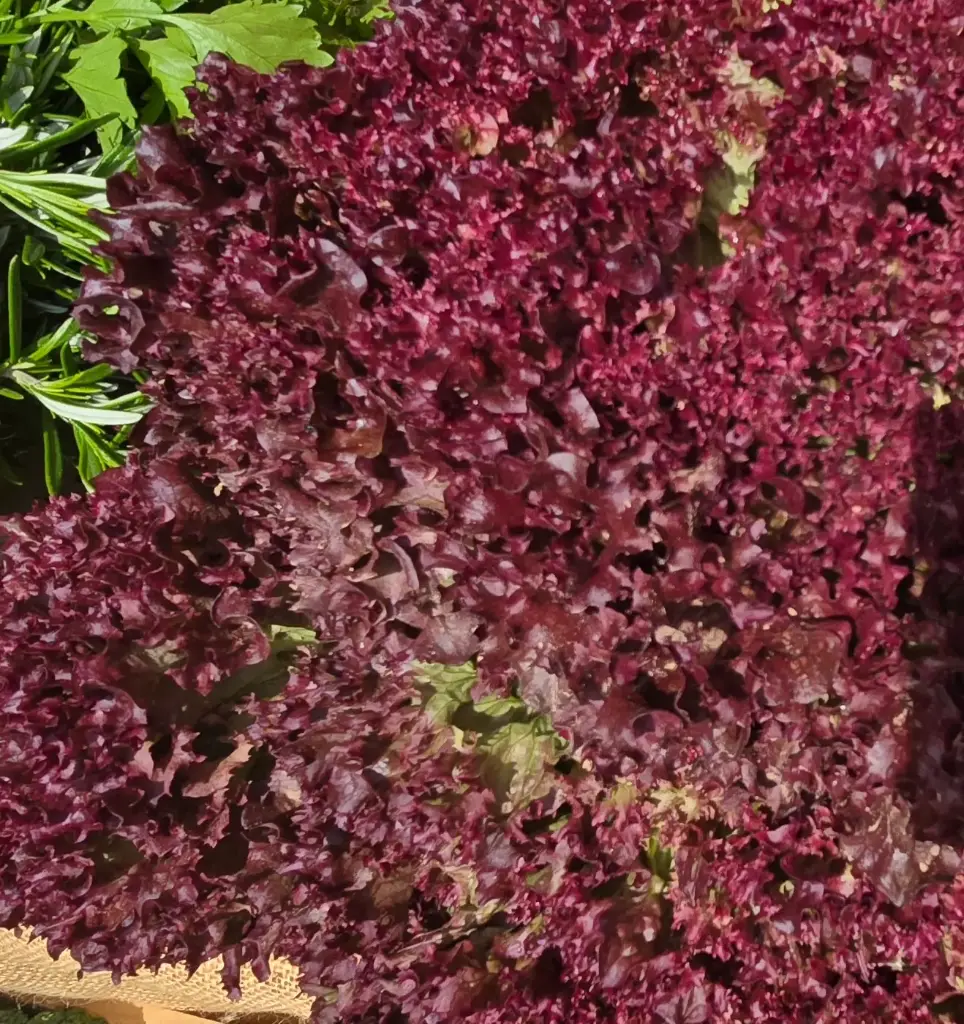 Lechuga Roja