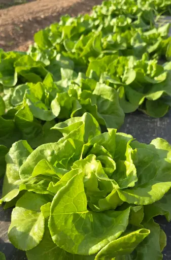 Lechuga Trocadero