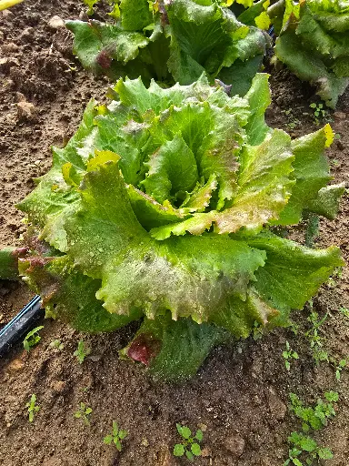 Lechuga Maravilla