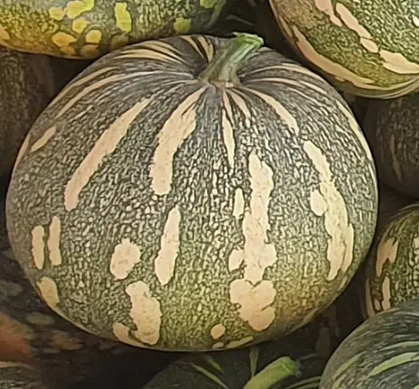 Calabaza