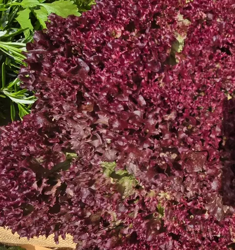 Lechuga Roja